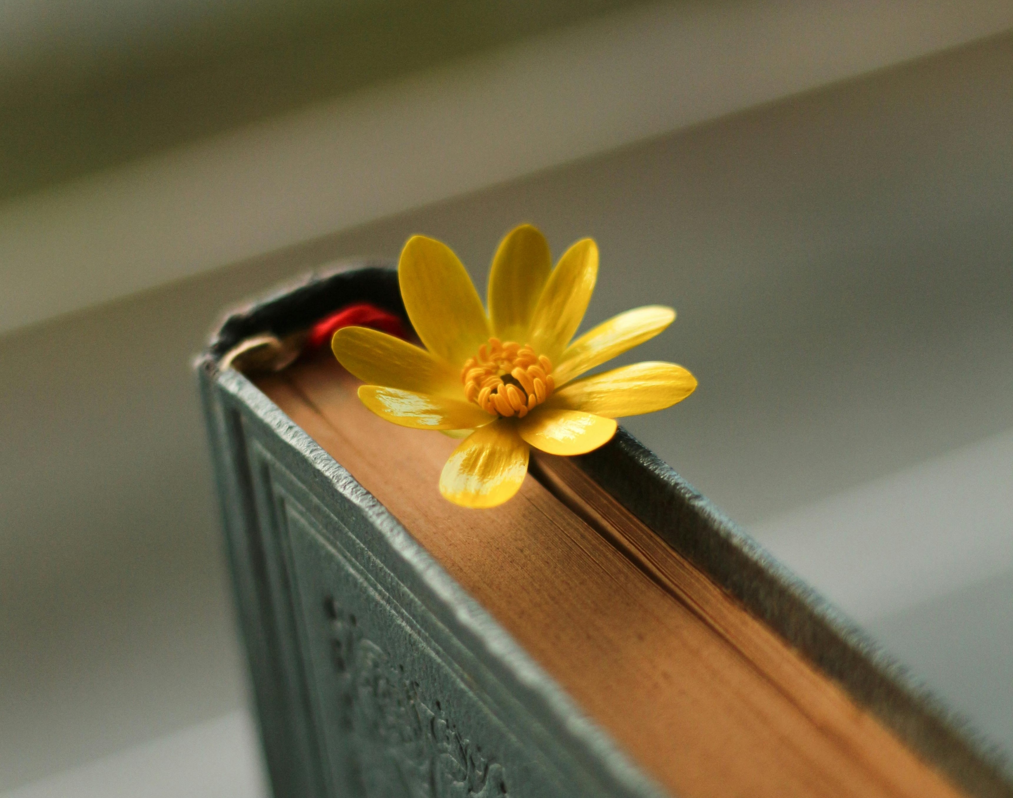 The Authorized English Quran resting beside a flower
